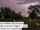 Fireflies in Boulder, Colo., during the summer of 2023. Radim Schreiber/Firefly Experience, CC BY
